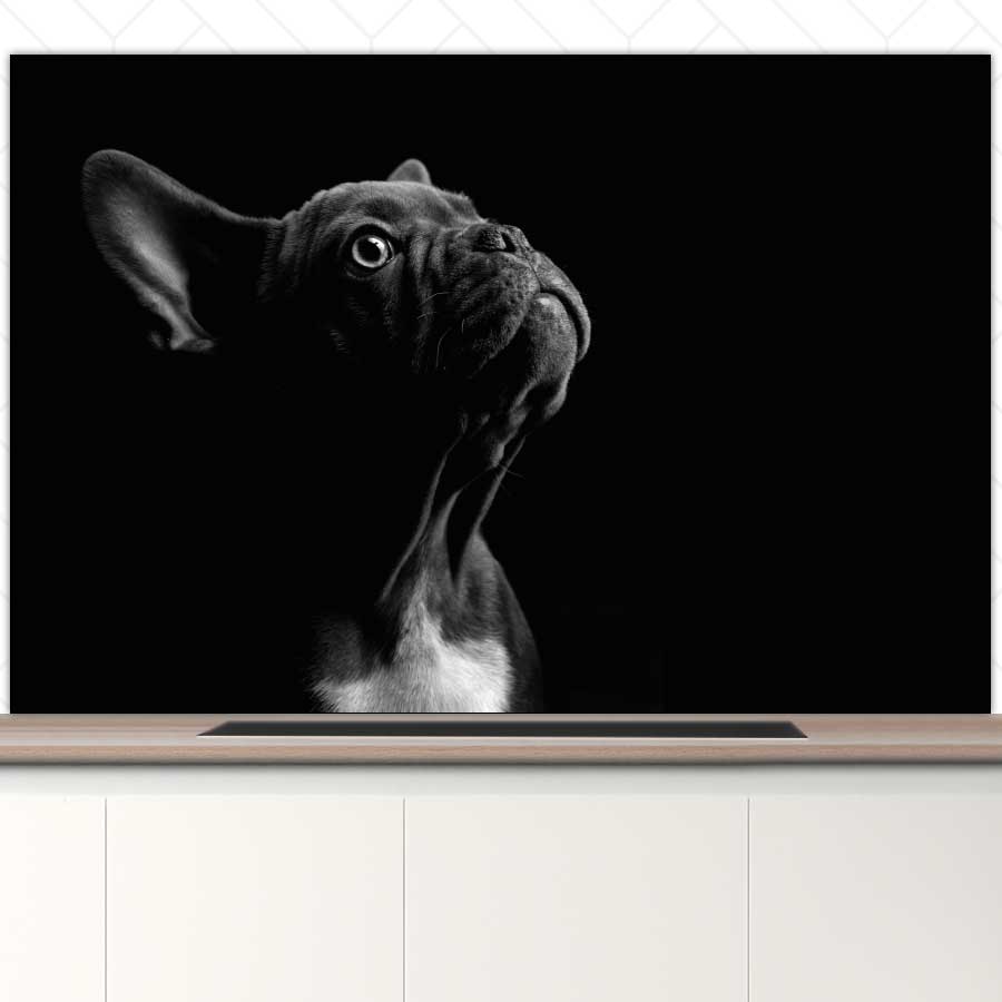 Spatscherm - Franse bulldog