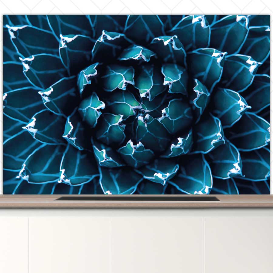 Spatscherm - Blauwe agave