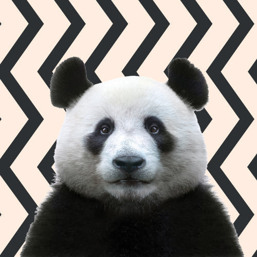 Onderzetters Funny Dieren