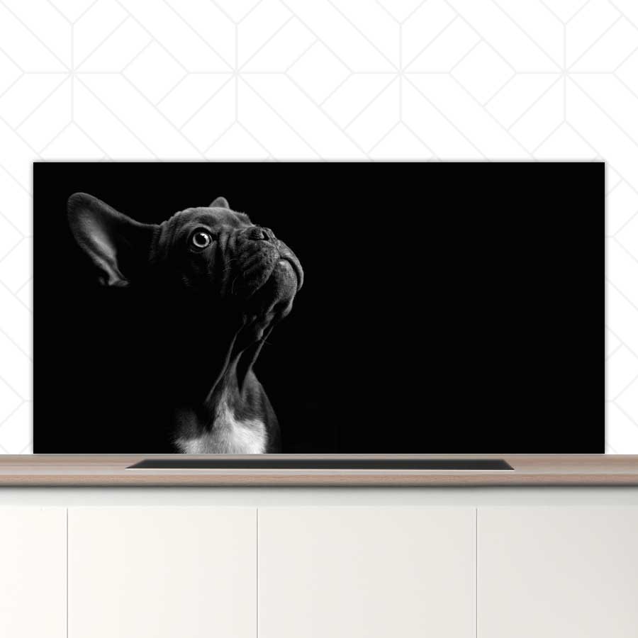 Spatscherm - Franse bulldog