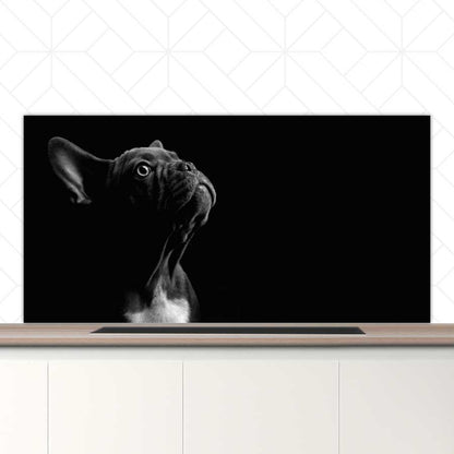 Spatscherm - Franse bulldog