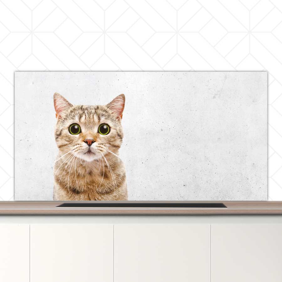 Spatscherm - Funny kat beton