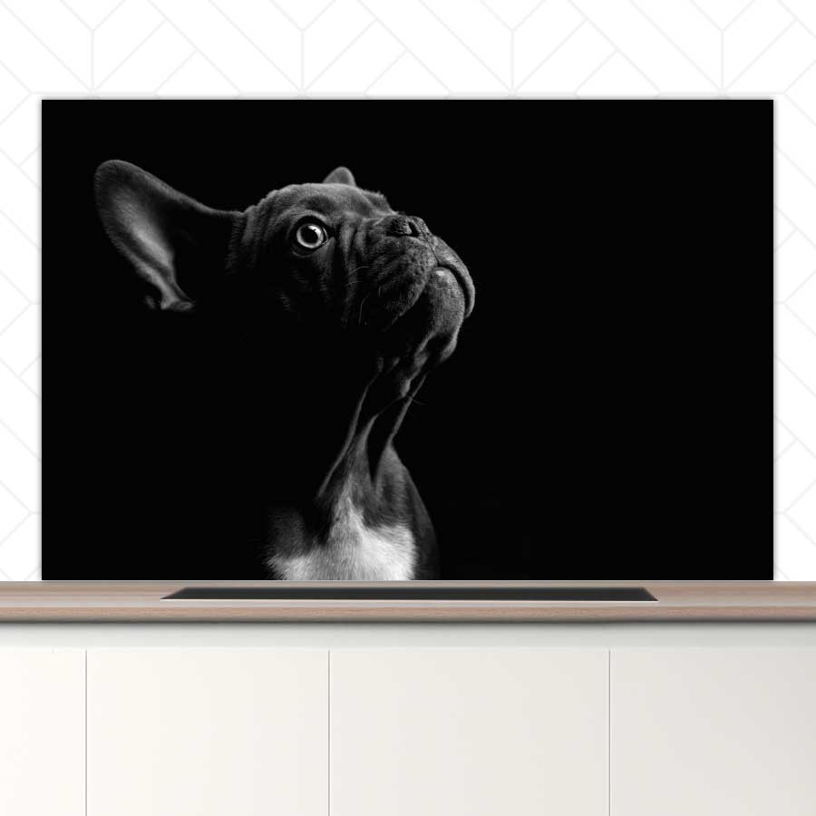 Spatscherm - Franse bulldog