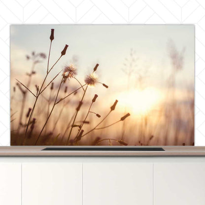 Spatscherm - Dandelion zonsondergang