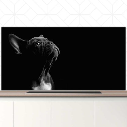 Spatscherm - Franse bulldog