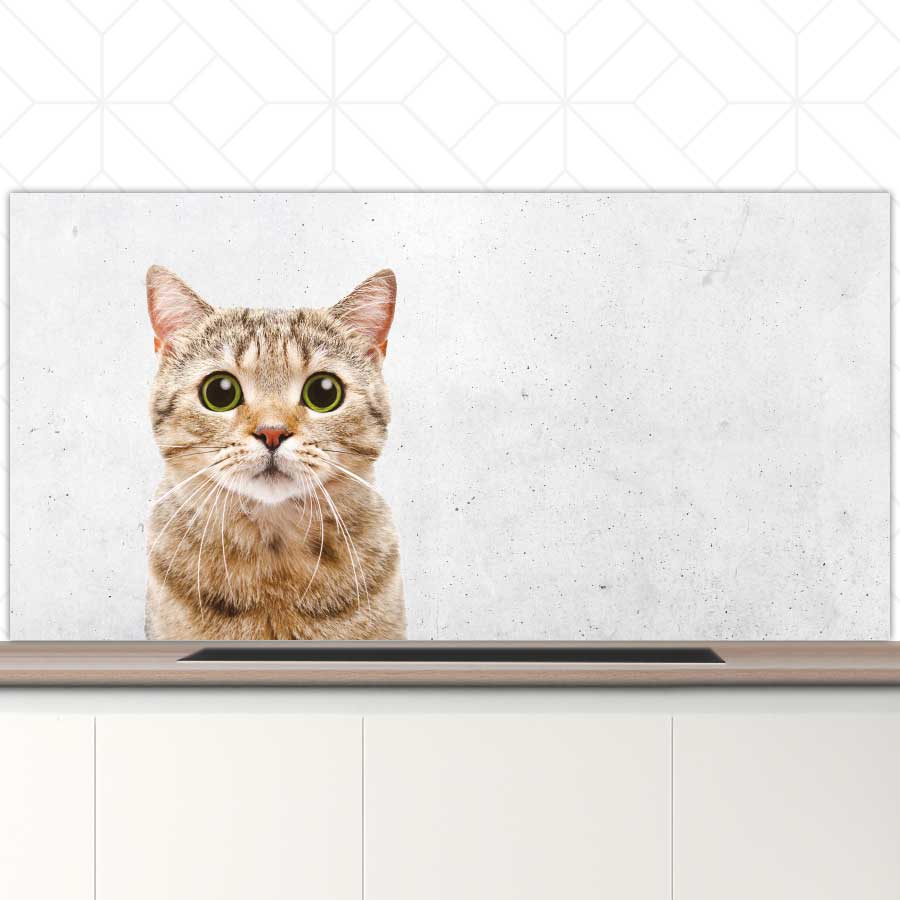 Spatscherm - Funny kat beton