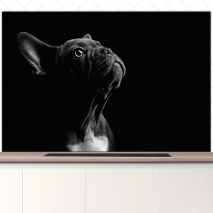 Spatscherm - Franse bulldog