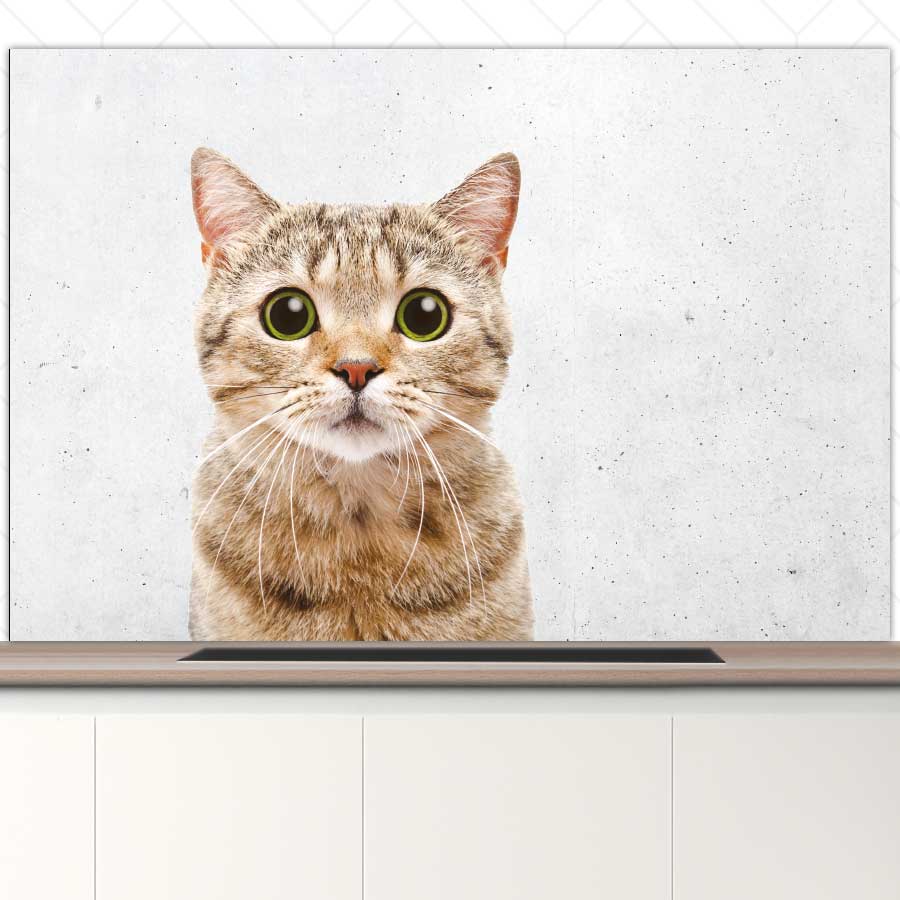 Spatscherm - Funny kat beton