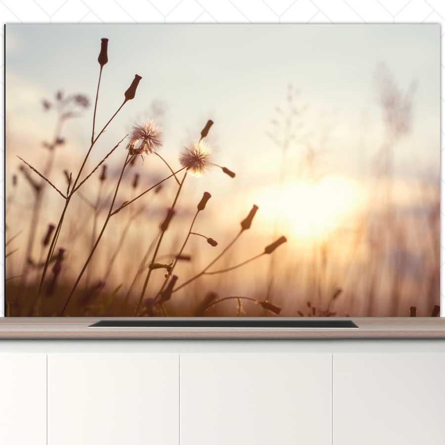 Spatscherm - Dandelion zonsondergang