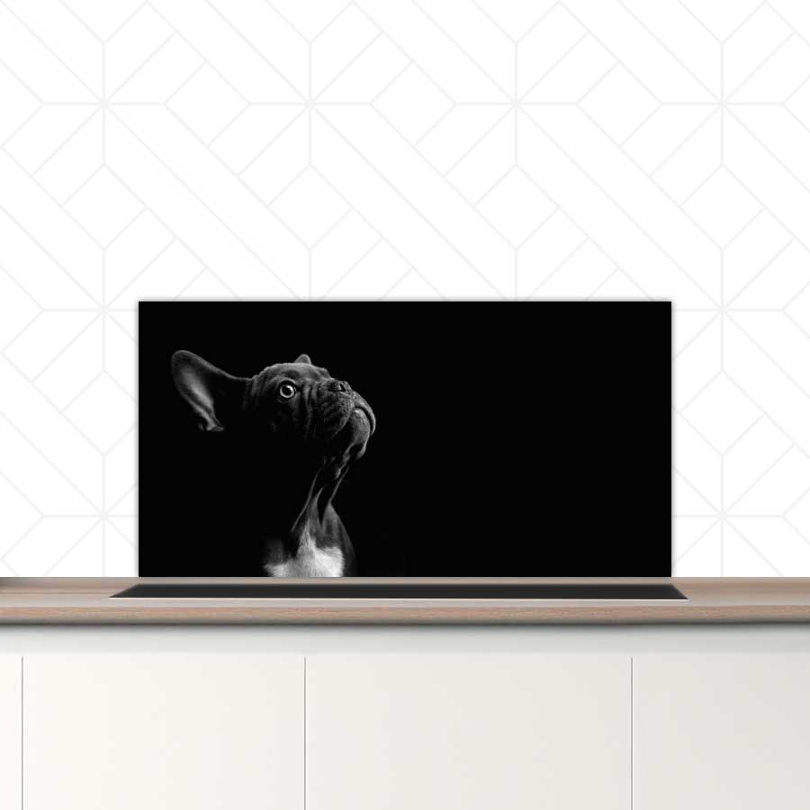 Spatscherm - Franse bulldog