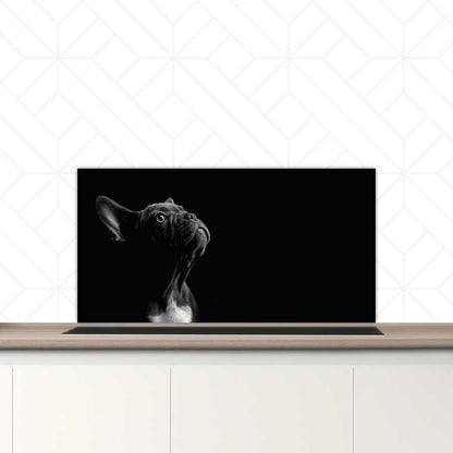 Spatscherm - Franse bulldog