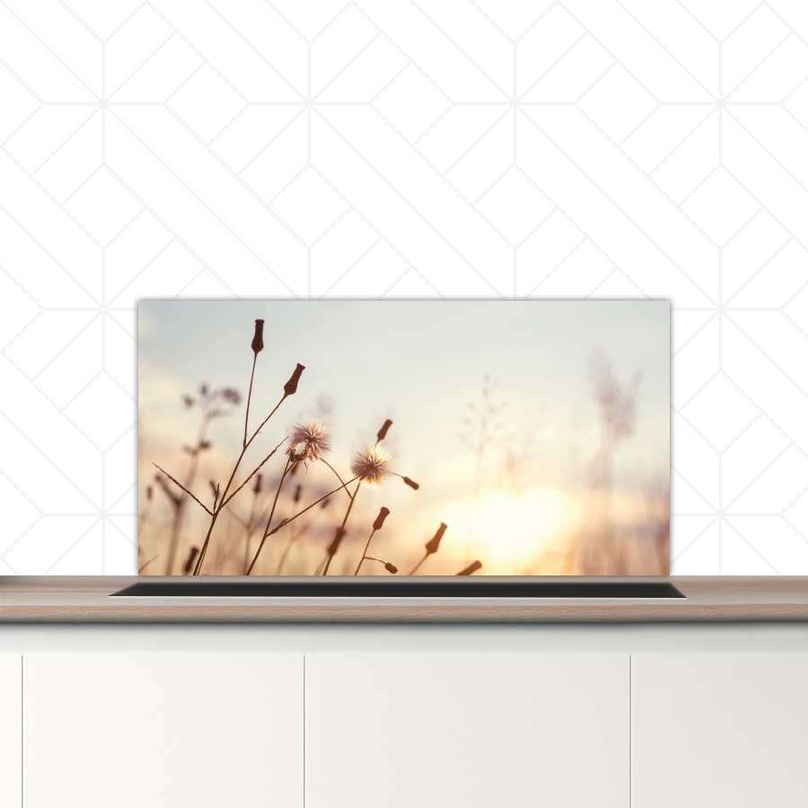 Spatscherm - Dandelion zonsondergang