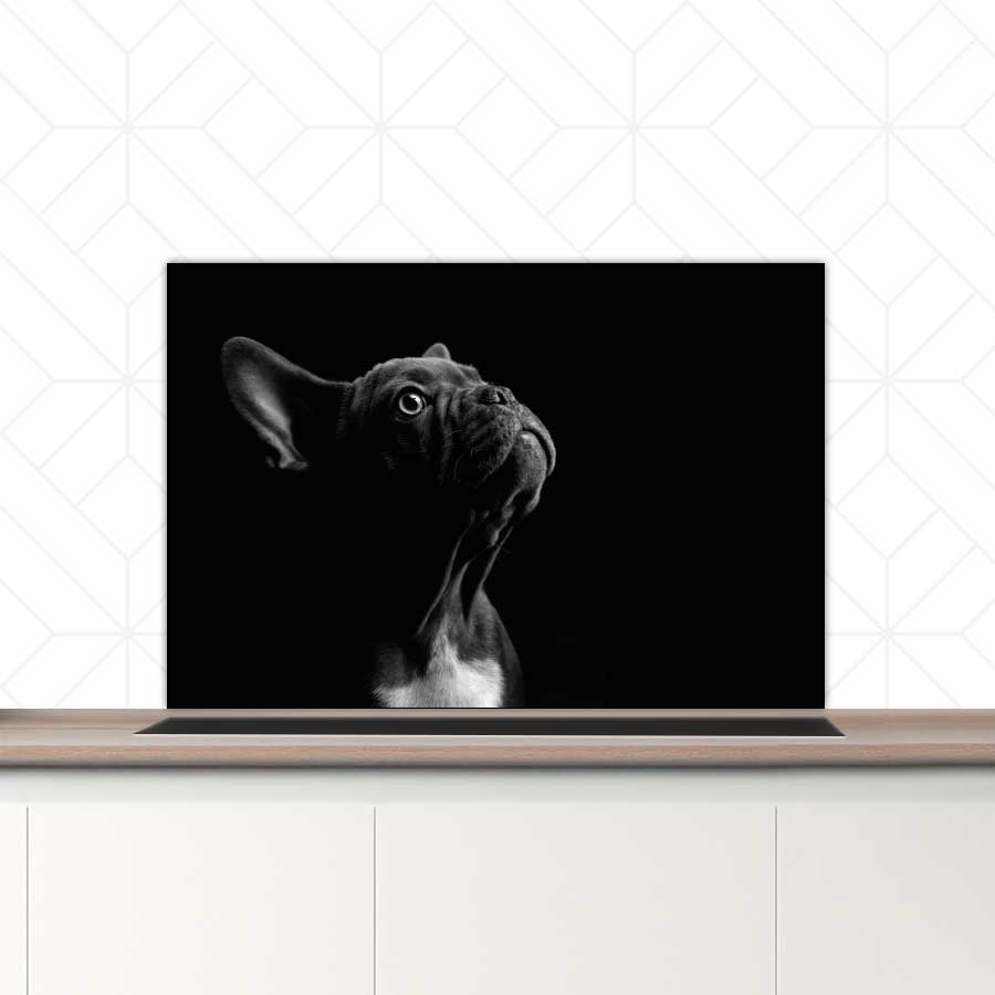 Spatscherm - Franse bulldog