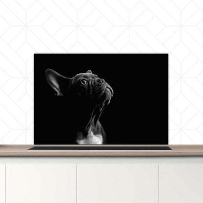 Spatscherm - Franse bulldog