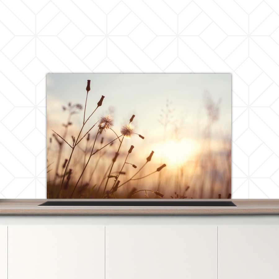 Spatscherm - Dandelion zonsondergang