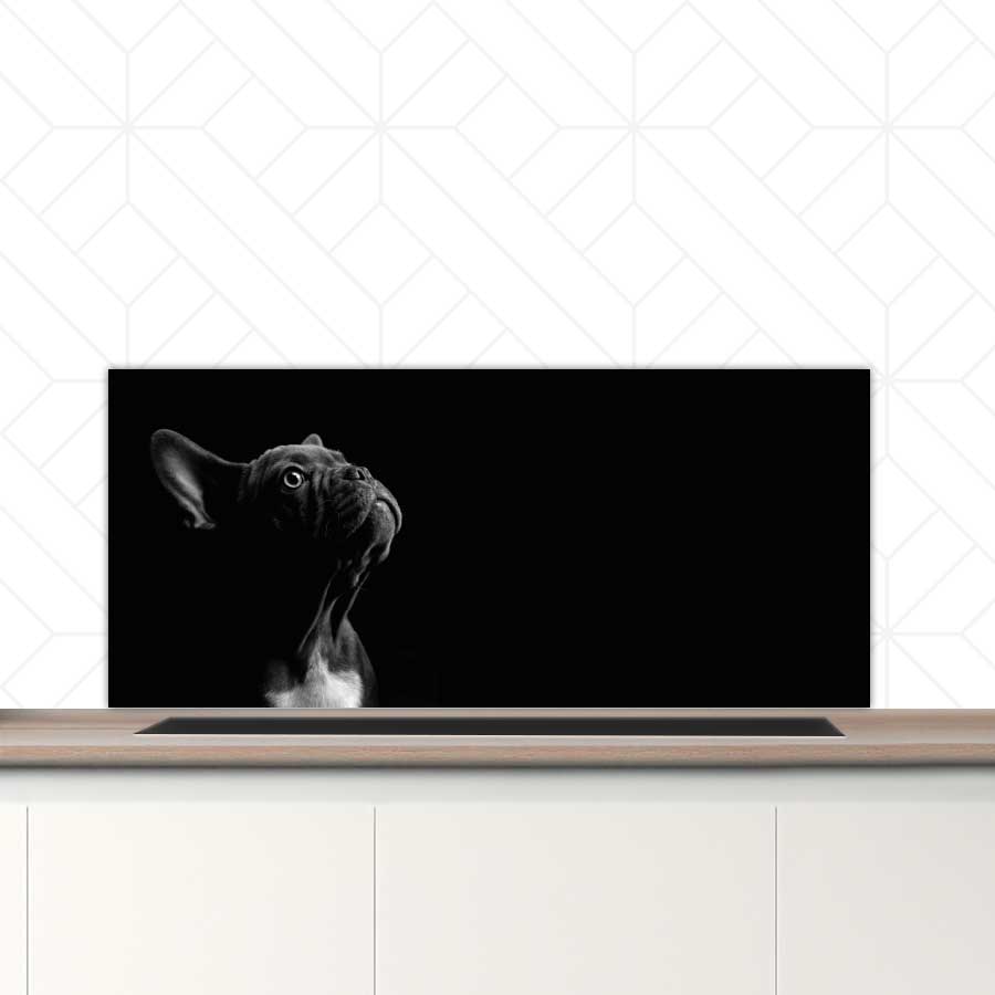 Spatscherm - Franse bulldog