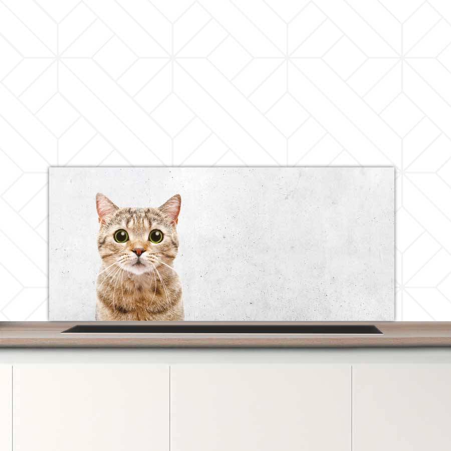 Spatscherm - Funny kat beton