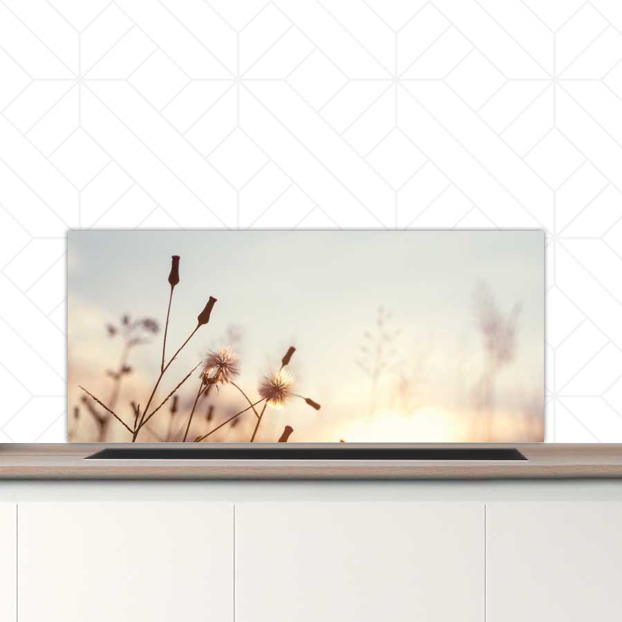 Spatscherm - Dandelion zonsondergang