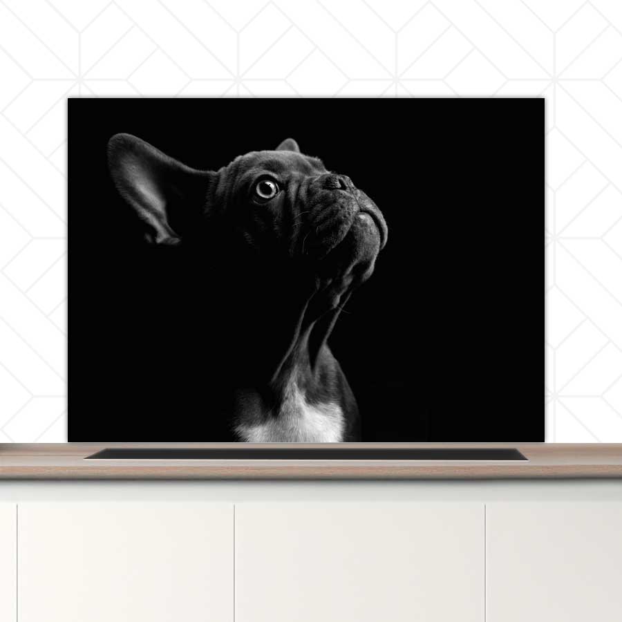 Spatscherm - Franse bulldog