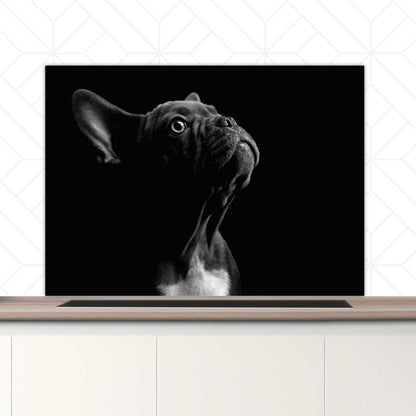 Spatscherm - Franse bulldog