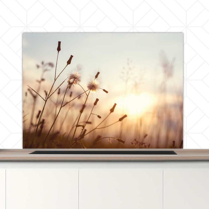 Spatscherm - Dandelion zonsondergang