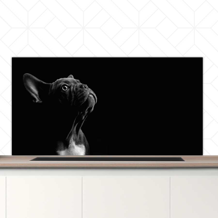 Spatscherm - Franse bulldog