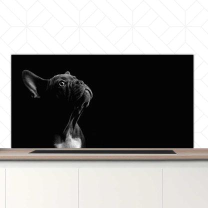 Spatscherm - Franse bulldog