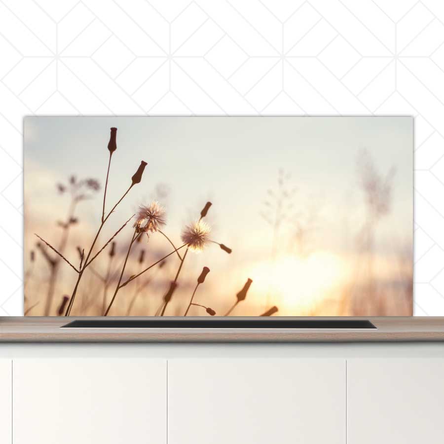 Spatscherm - Dandelion zonsondergang