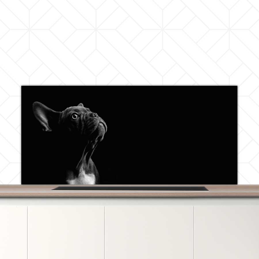 Spatscherm - Franse bulldog