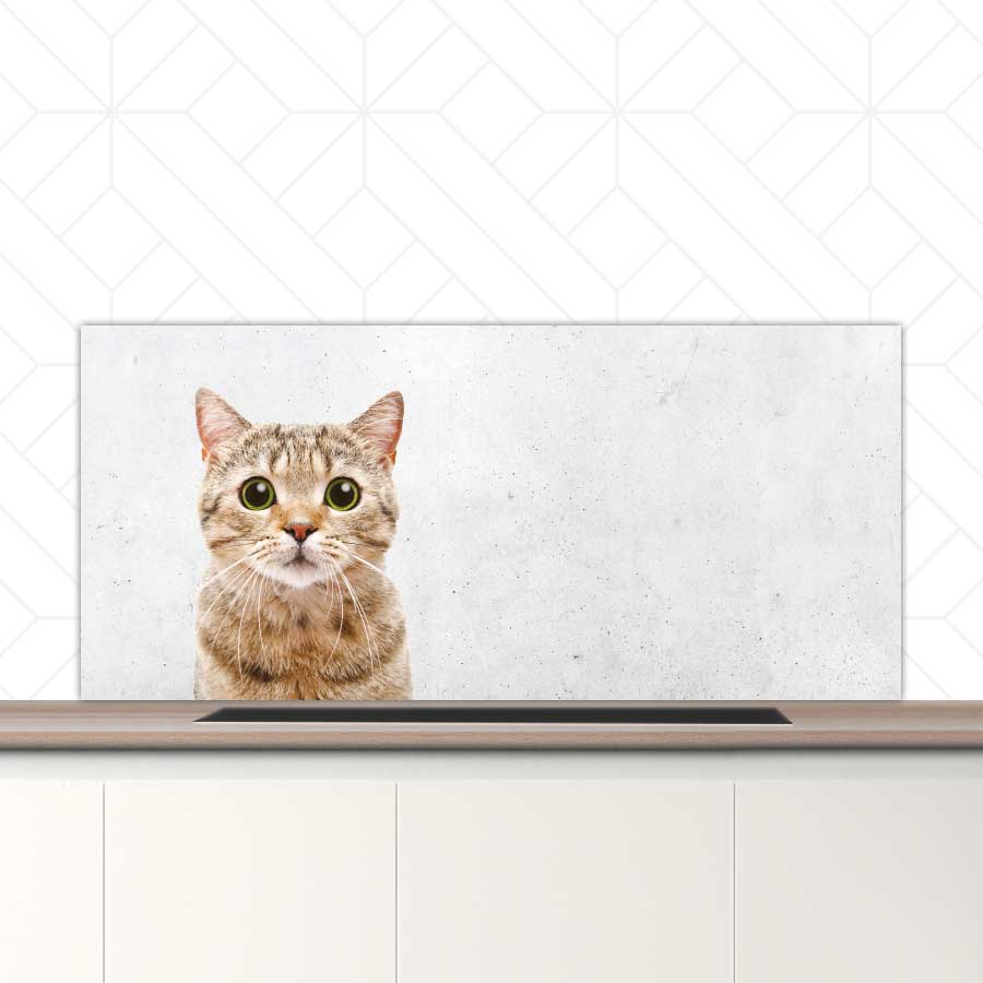 Spatscherm - Funny kat beton