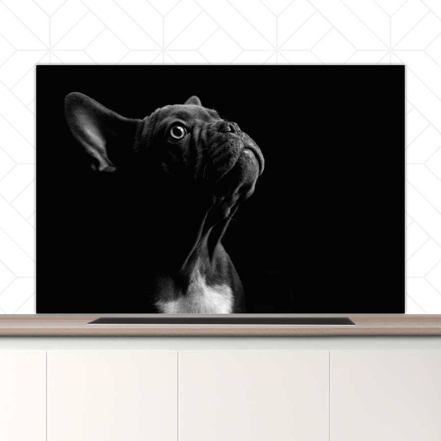 Spatscherm - Franse bulldog