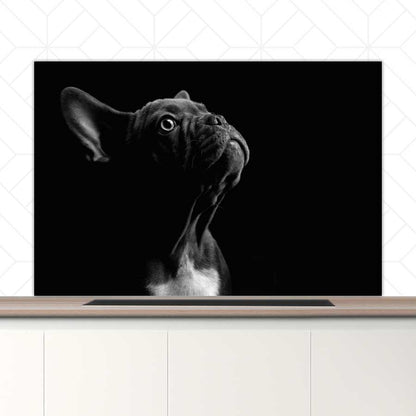 Spatscherm - Franse bulldog