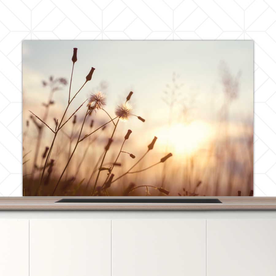 Spatscherm - Dandelion zonsondergang