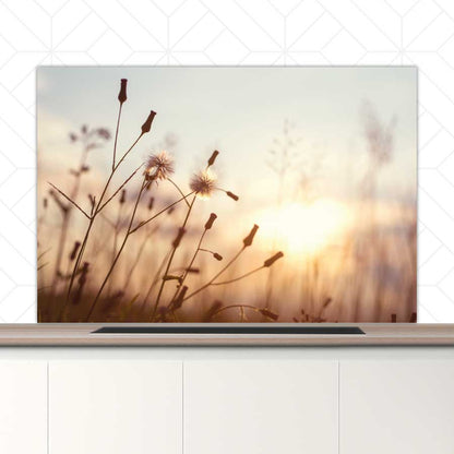 Spatscherm - Dandelion zonsondergang