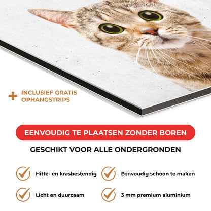 Spatscherm - Funny kat beton