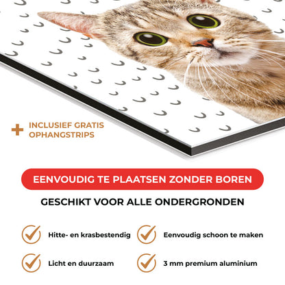 Spatscherm - Funny kat fugler